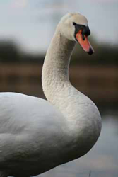Schwan am Tiebaum