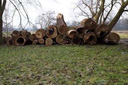 Holzhaufen Burg Mark