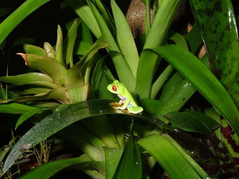 Rotaugenlaubfrosch