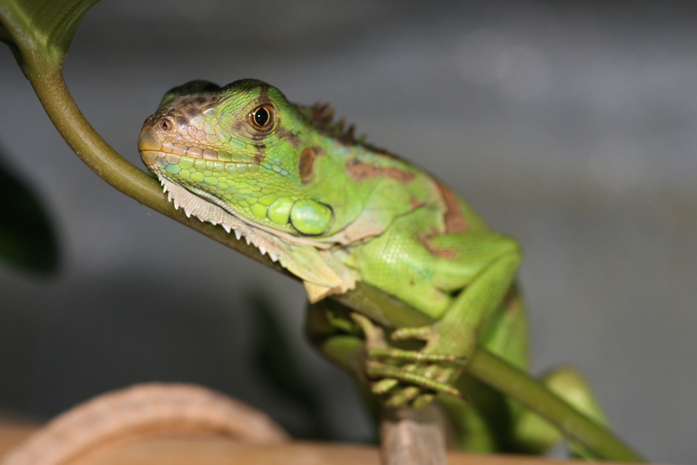 Iguana iguana