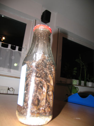 Drosophila