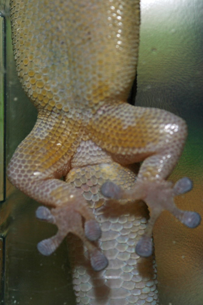 Blauer Bambus Taggecko