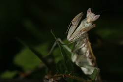 Creoboter pictipennis