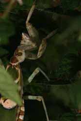 Creoboter pictipennis