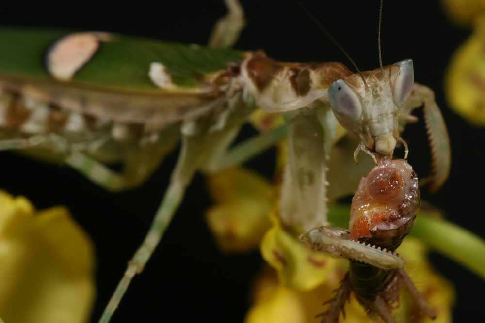 Creoboter pictipennis