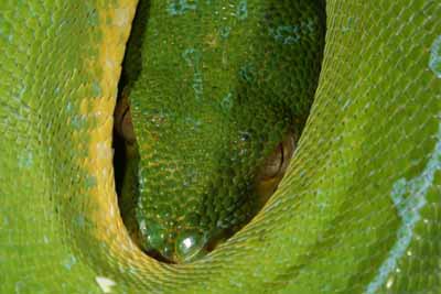 Morelia Viridis Sorong