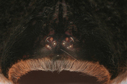Augenh�gel