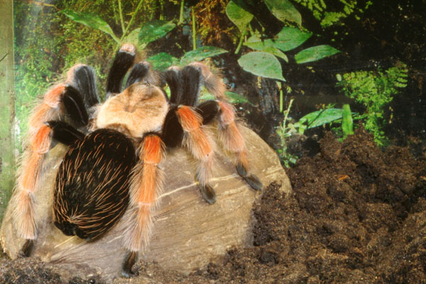 Brachypelma boehmei