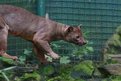 Fossa Tierpark Hamm
