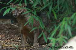 Fossa Tierpark Hamm