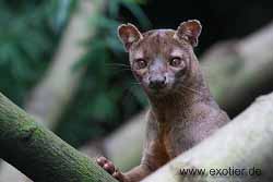Fossa Zoo Hamm