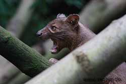 Fossa Tierpark Hamm