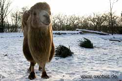 Kamel Tierpark Hamm