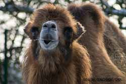 Kamel Zoo Hamm