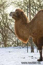 Kamel Tierpark Hamm