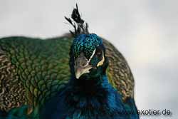 Blauer Pfau Tierpark Hamm