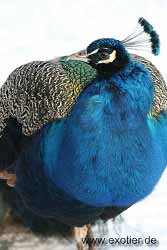 Blauer Pfau Zoo Hamm