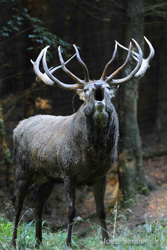 R&ouml;hrender Hirsch