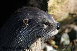 Otter